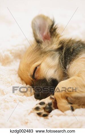 Chihuahua View Large Photo Image Stock Image - Chihuahua. Fotosearch
