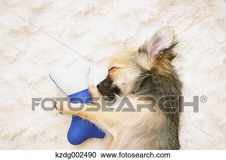 Chihuahua View Large Photo Image Stock Image - Chihuahua. Fotosearch