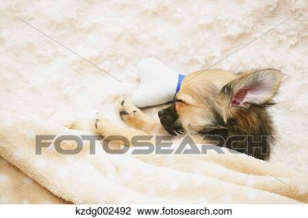 Chihuahua View Large Photo Image Stock Image - Chihuahua. Fotosearch