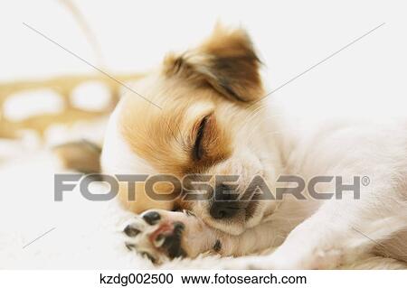 Chihuahua View Large Photo Image Stock Image - Chihuahua. Fotosearch