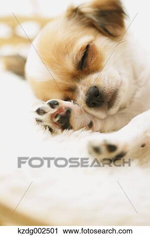 Chihuahua View Large Photo Image Stock Image - Chihuahua. Fotosearch