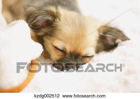 Chihuahua View Large Photo Image Stock Image - Chihuahua. Fotosearch