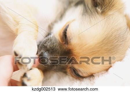 Chihuahua View Large Photo Image Stock Image - Chihuahua. Fotosearch