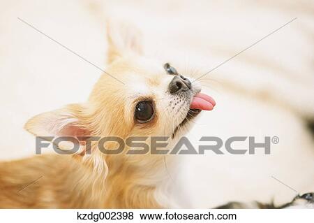 Stock Photo - Chihuahua. Fotosearch