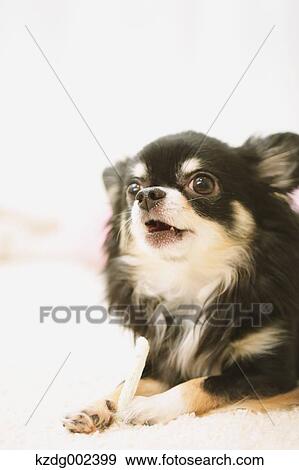 Chihuahua View Large Photo Image Stock Photo - Chihuahua. Fotosearch