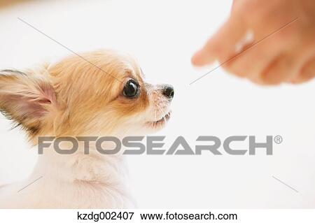 Stock Photo - Chihuahua. Fotosearch