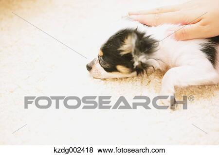 Stock Photo - Chihuahua. Fotosearch