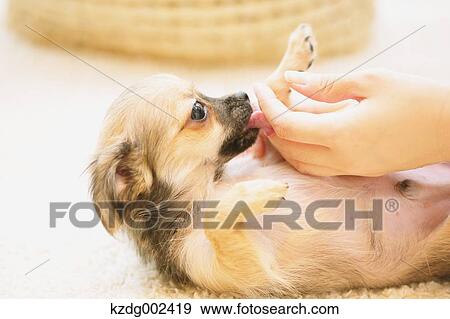 Chihuahua View Large Photo Image Stock Photo - Chihuahua. Fotosearch