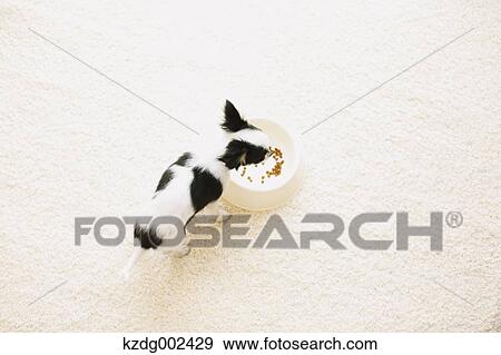 Chihuahua View Large Photo Image Stock Photo - Chihuahua. Fotosearch