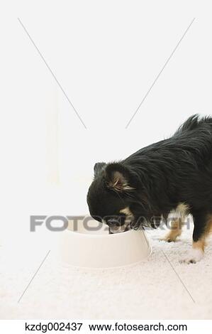 Stock Photo - Chihuahua. Fotosearch