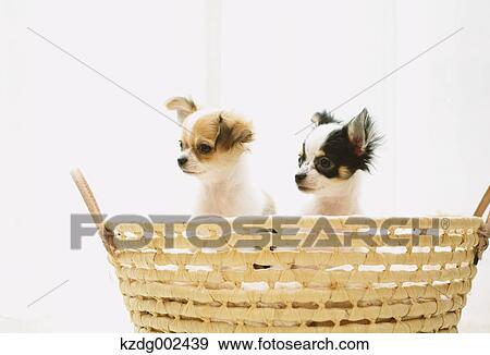 Chihuahua View Large Photo Image Stock Photo - Chihuahua. Fotosearch