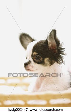 Chihuahua View Large Photo Image Stock Photo - Chihuahua. Fotosearch