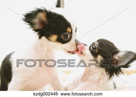 Stock Photo - Chihuahua. Fotosearch