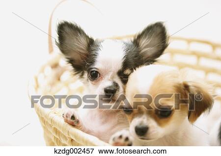 Chihuahua View Large Photo Image Stock Photo - Chihuahua. Fotosearch