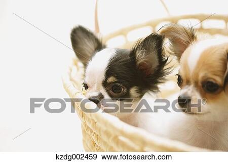 Chihuahua View Large Photo Image Stock Photo - Chihuahua. Fotosearch