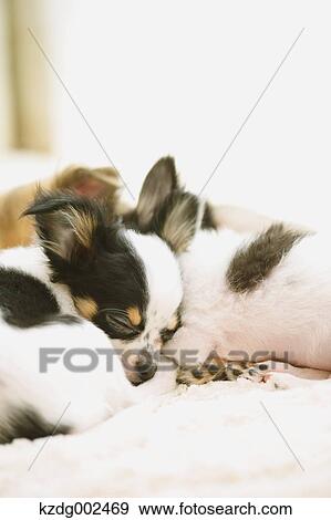 Chihuahua View Large Photo Image Stock Photo - Chihuahua. Fotosearch