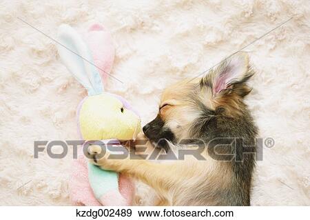 Stock Photo - Chihuahua. Fotosearch