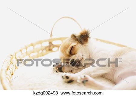 Chihuahua View Large Photo Image Stock Photo - Chihuahua. Fotosearch