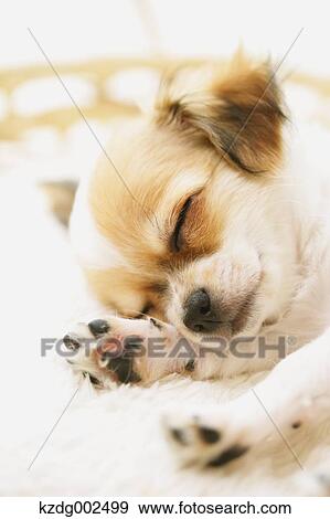 Stock Photo - Chihuahua. Fotosearch
