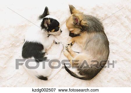 Chihuahua View Large Photo Image Stock Photo - Chihuahua. Fotosearch