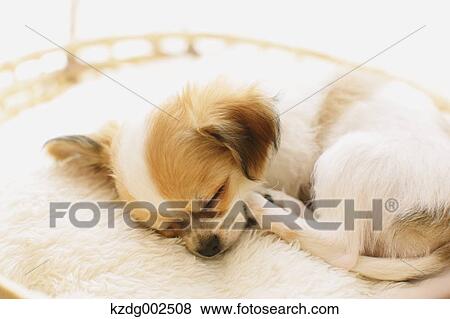 Stock Photo - Chihuahua. Fotosearch