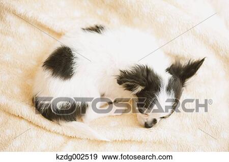 Stock Photo - Chihuahua. Fotosearch