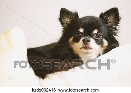 Stock Photograph - Chihuahua. Fotosearch