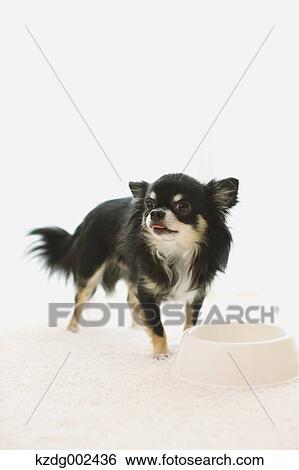 Chihuahua View Large Photo Image Stock Photograph - Chihuahua. Fotosearch