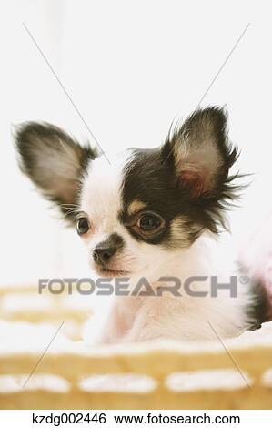 Chihuahua View Large Photo Image Stock Photograph - Chihuahua. Fotosearch