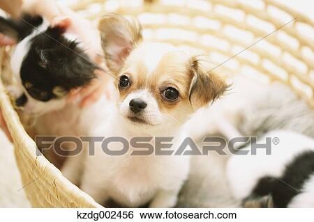 Chihuahua View Large Photo Image Stock Photograph - Chihuahua. Fotosearch