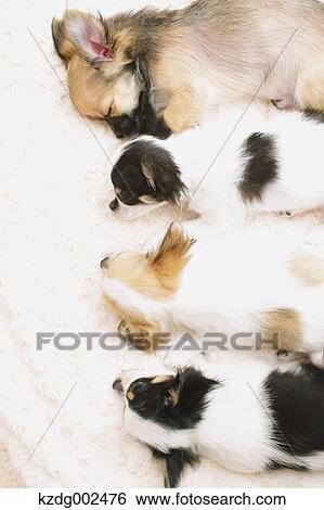 Chihuahua View Large Photo Image Stock Photograph - Chihuahua. Fotosearch