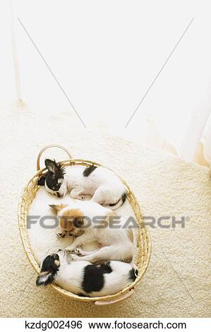 Chihuahua View Large Photo Image Stock Photograph - Chihuahua. Fotosearch