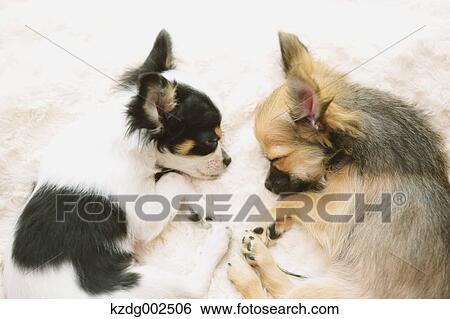 Chihuahua View Large Photo Image Stock Photograph - Chihuahua. Fotosearch
