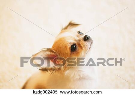 Chihuahua View Large Photo Image Stock Photography - Chihuahua. Fotosearch