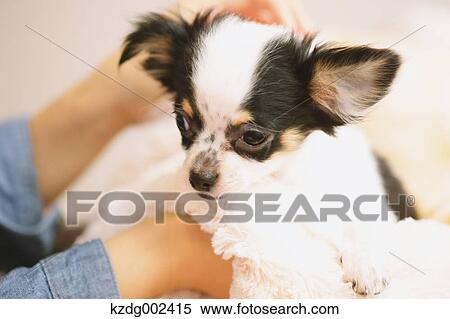 Stock Photography - Chihuahua. Fotosearch