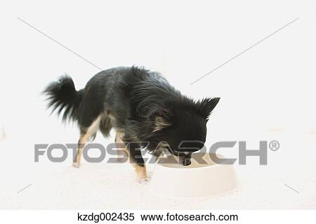 Chihuahua View Large Photo Image Stock Photography - Chihuahua. Fotosearch