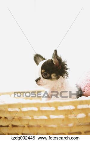 Chihuahua View Large Photo Image Stock Photography - Chihuahua. Fotosearch