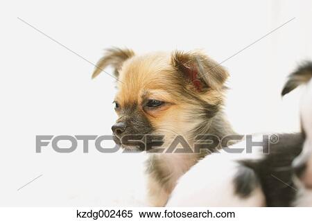 Chihuahua View Large Photo Image Stock Photography - Chihuahua. Fotosearch