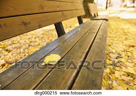 Fallen leaf on a bench in a city park in Autumn View Large Photo Image Stock Photography - Fallen leaf on a bench in a city park in Autumn. Fotosearch