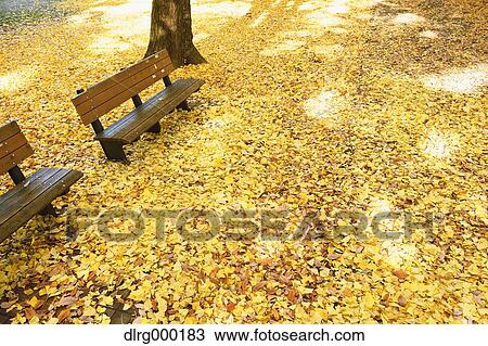 Stock Image - Fallen leaves in a city park. Fotosearch