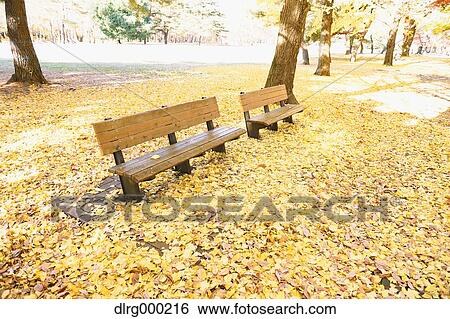 Fallen leaves in a city park View Large Photo Image Stock Photograph - Fallen leaves in a city park. Fotosearch