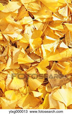 Fallen leaves View Large Photo Image Stock Image - Fallen leaves. Fotosearch