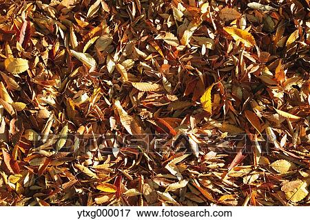 Stock Photo - Fallen leaves. Fotosearch