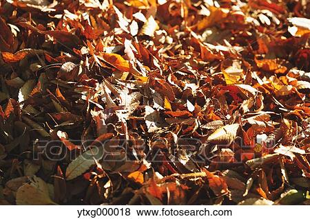 Fallen leaves View Large Photo Image Stock Photo - Fallen leaves. Fotosearch