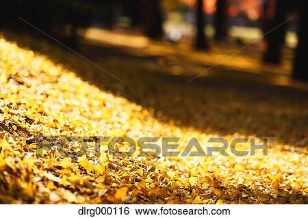 Stock Photograph - Fallen leaves. Fotosearch