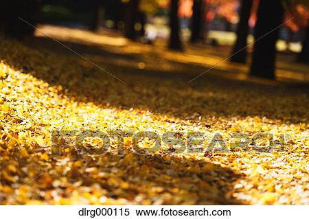 Fallen leaves View Large Photo Image Stock Photography - Fallen leaves. Fotosearch