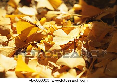 Stock Photography - Fallen leaves. Fotosearch