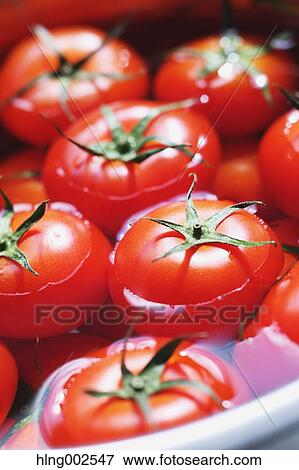 Fruit tomatoes View Large Photo Image Stock Photo - Fruit tomatoes. Fotosearch