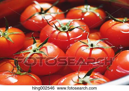 Fruit tomatoes View Large Photo Image Stock Photograph - Fruit tomatoes. Fotosearch