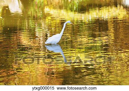Stock Photography - Heron in a small like at a city park. Fotosearch